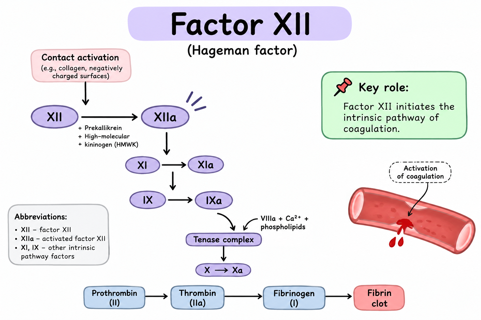 How blood factor works