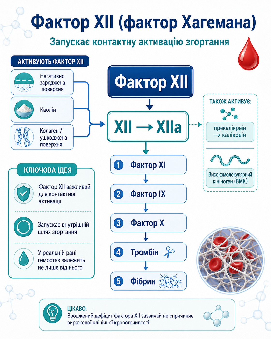 How blood factor works